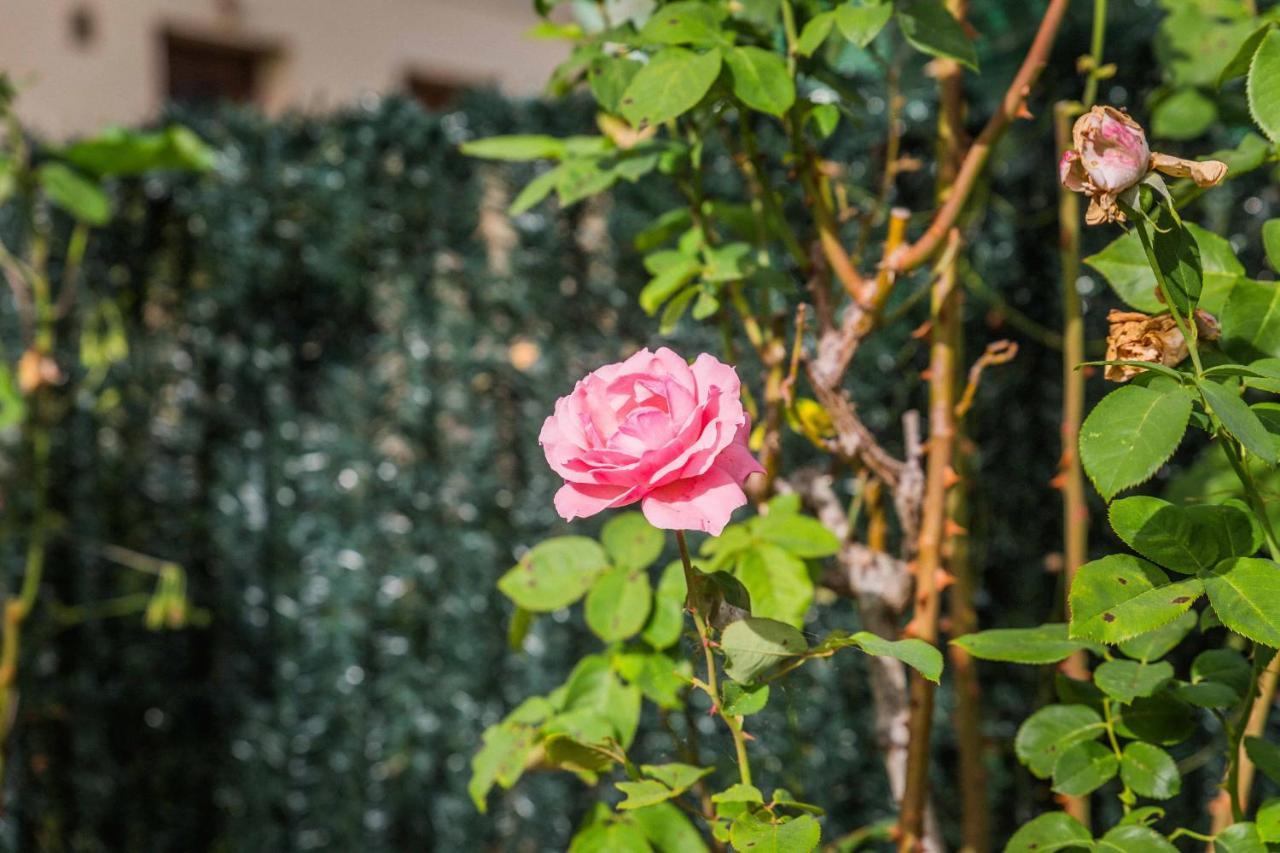 Les Rosiers - Maison Avec Jacuzzi Brive-la-Gaillarde Eksteriør bilde